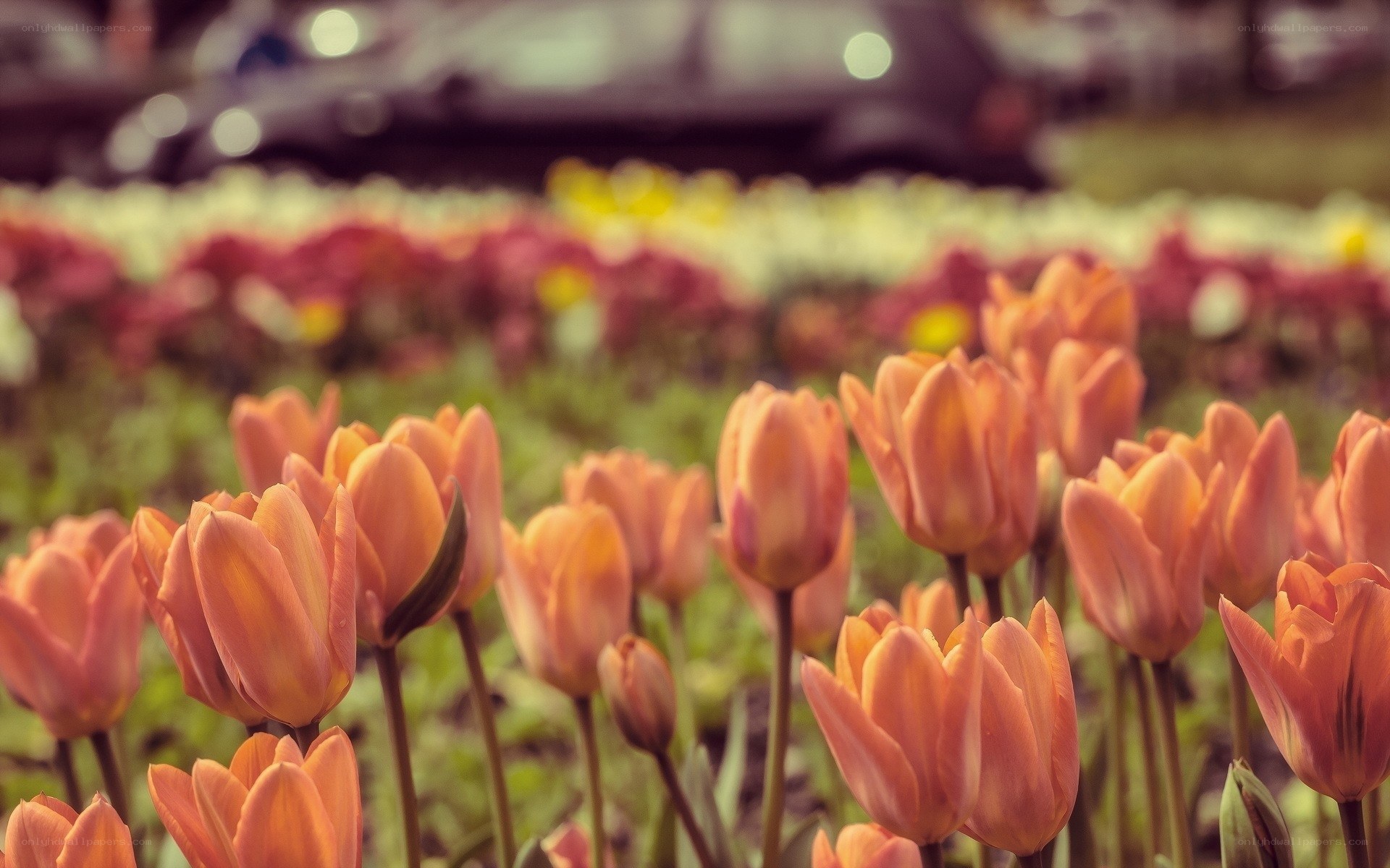 Orange tulips in a field