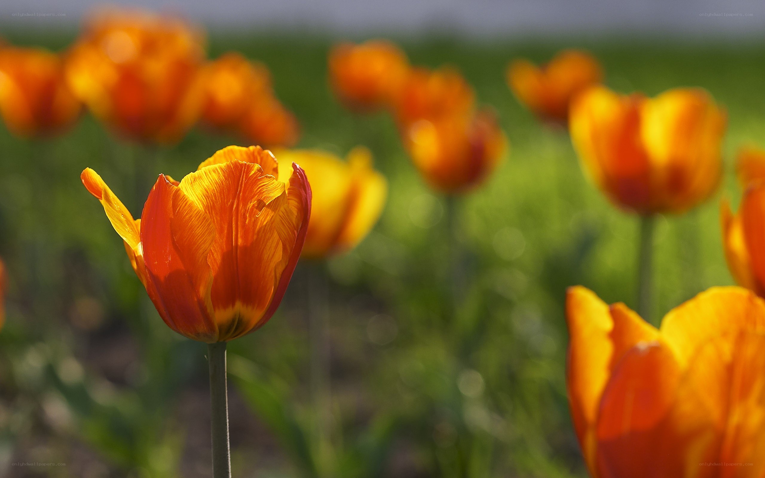 Orange tulips in a field