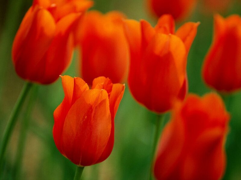 Orange tulips in a field