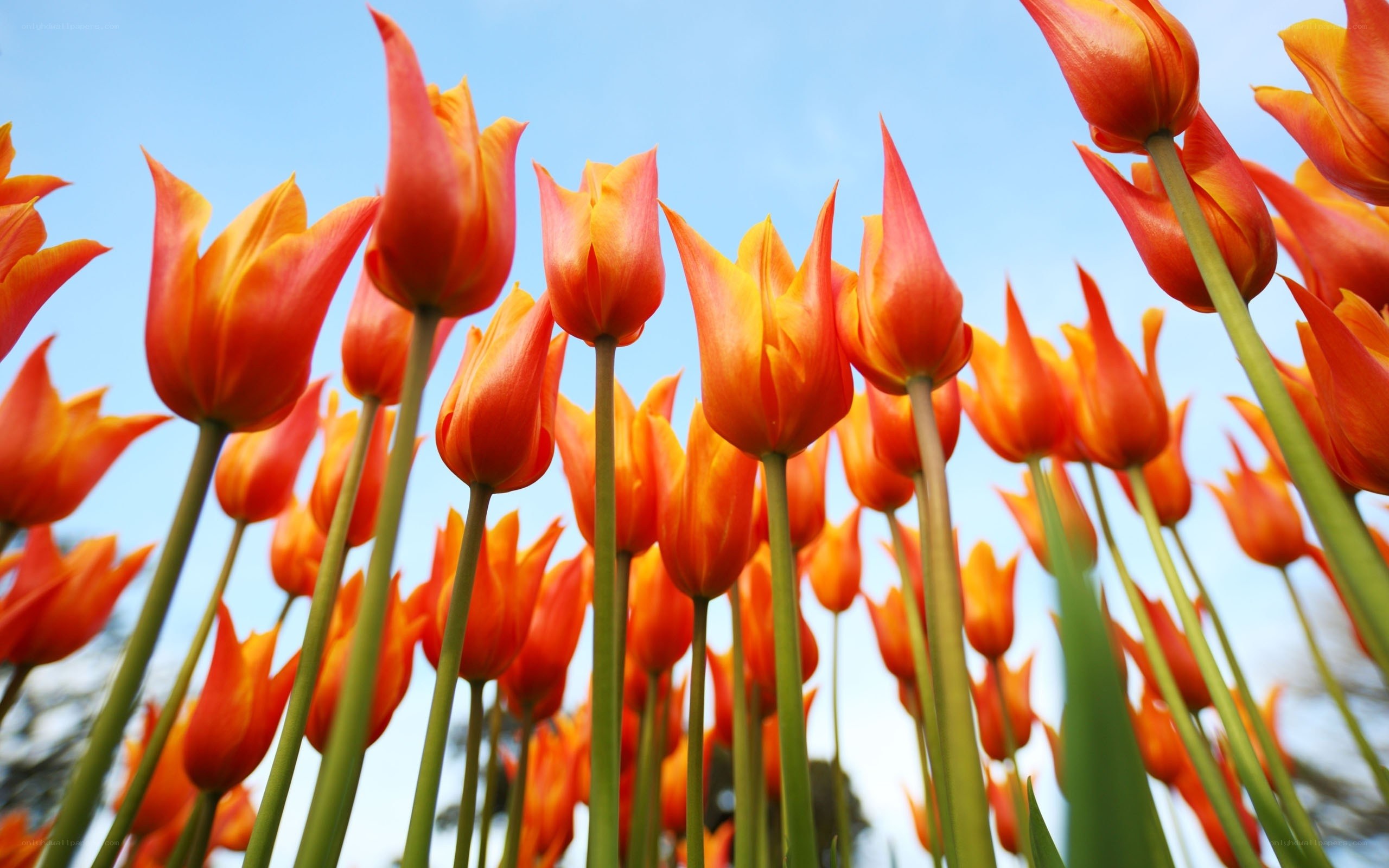 Orange tulips in a field