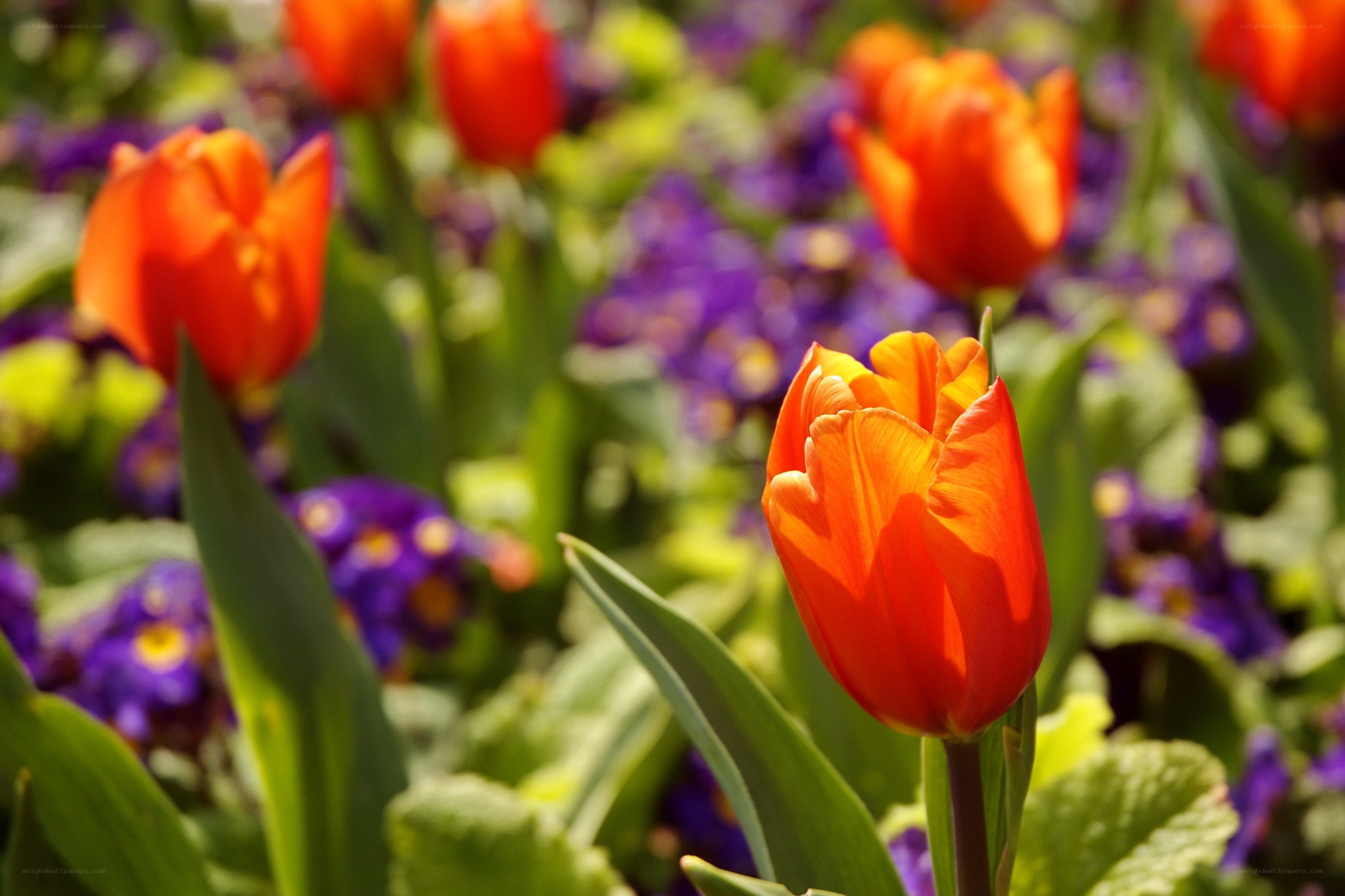 Orange tulips in a flower garden