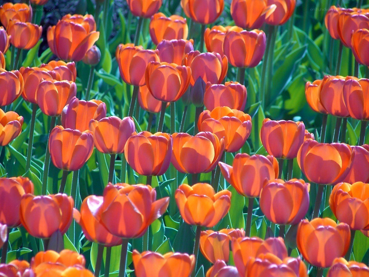 Orange tulips in a garden