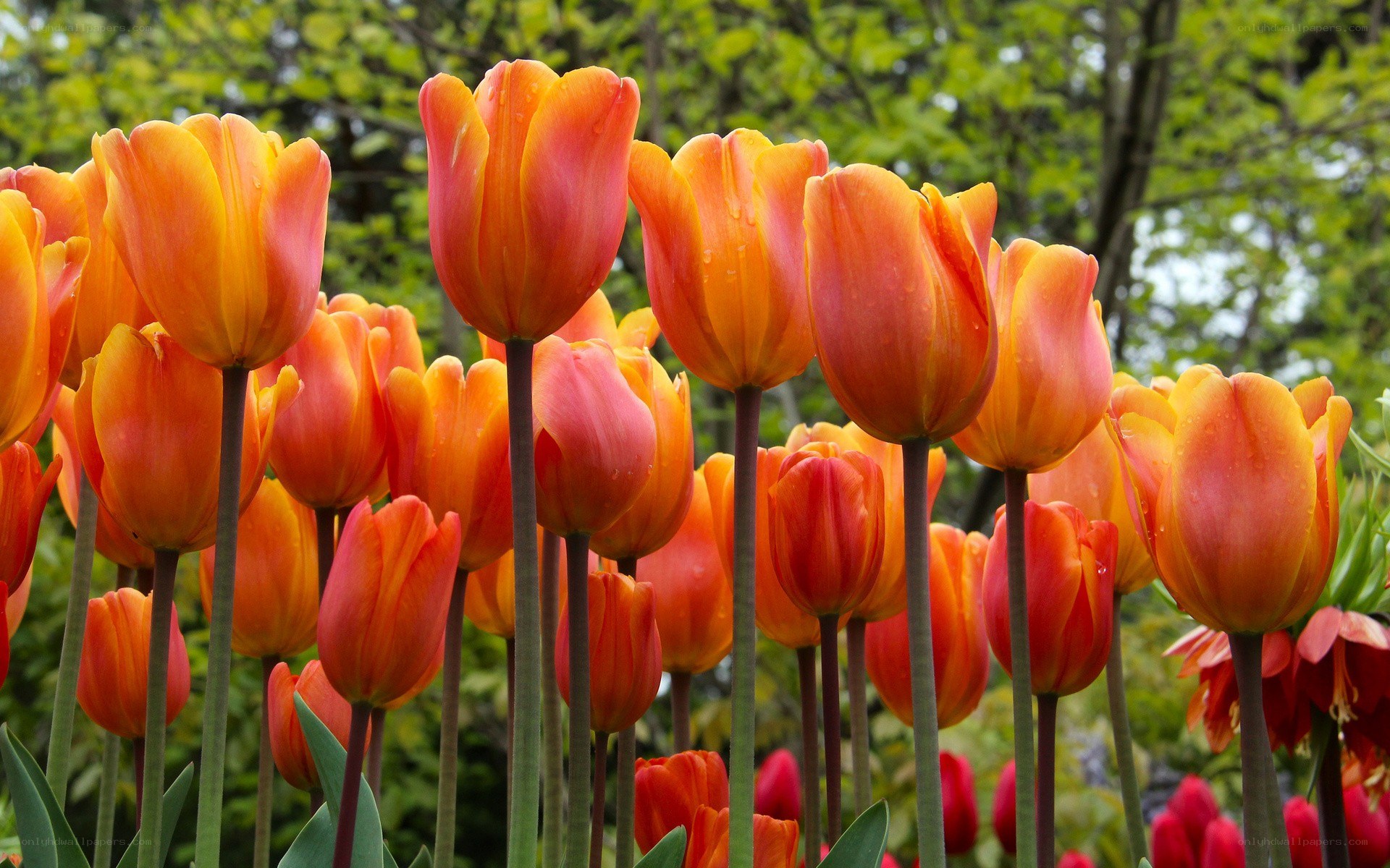 Orange tulips in a garden