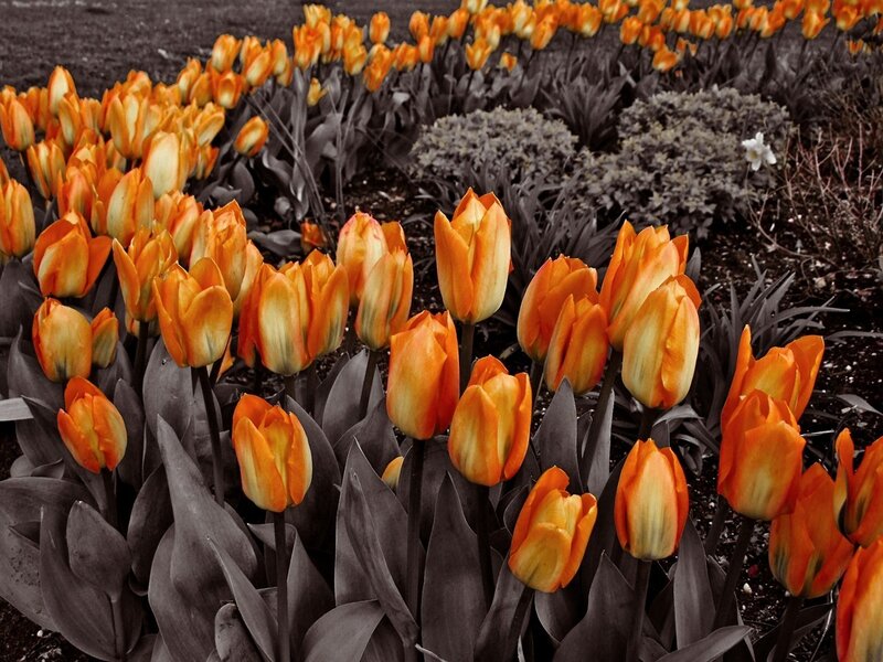 Orange tulips in a garden