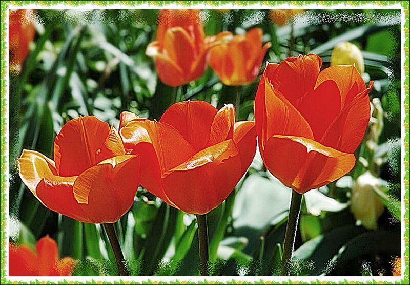 Orange tulips in a garden