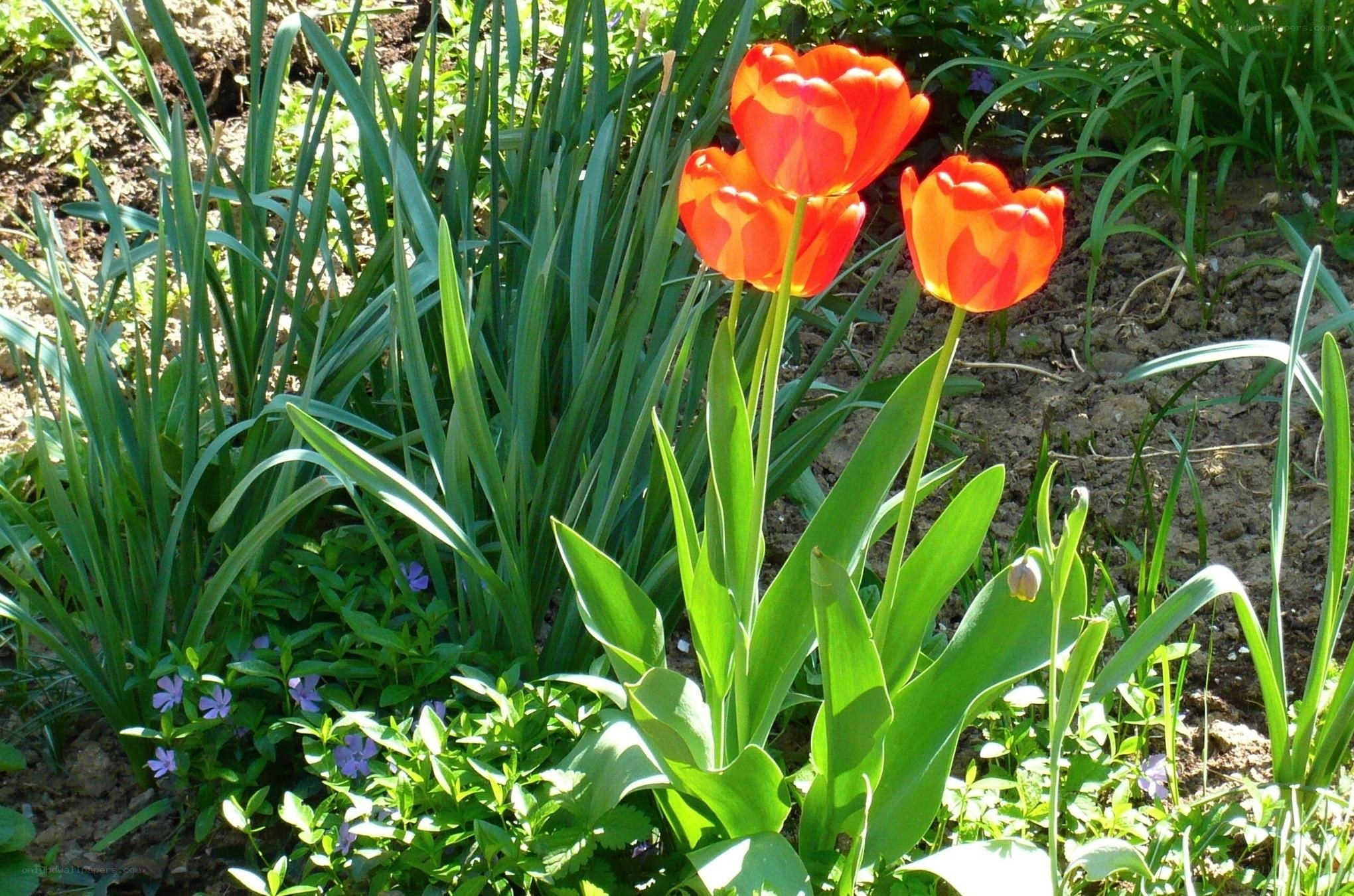 Orange tulips in a garden