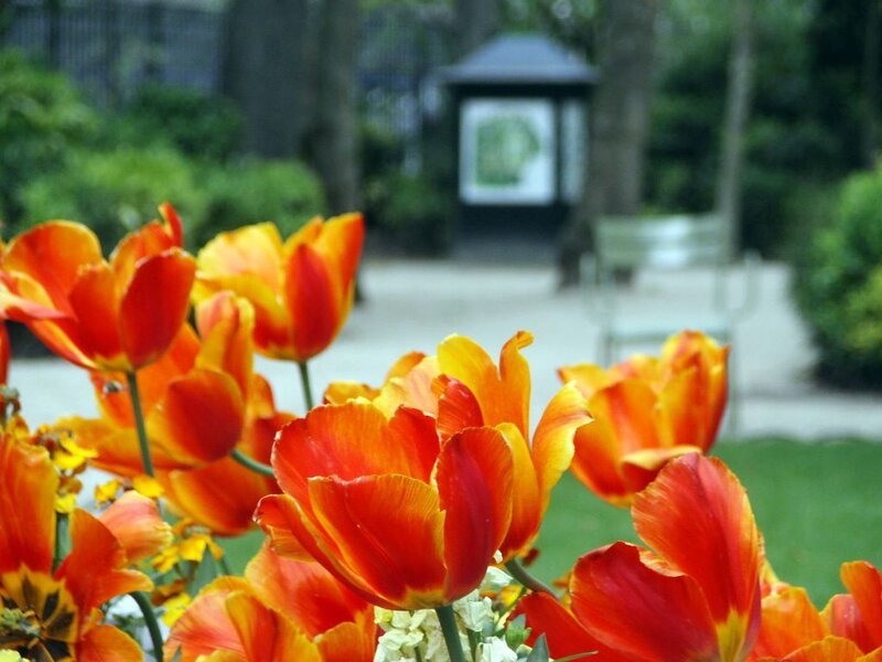 Orange tulips in a park