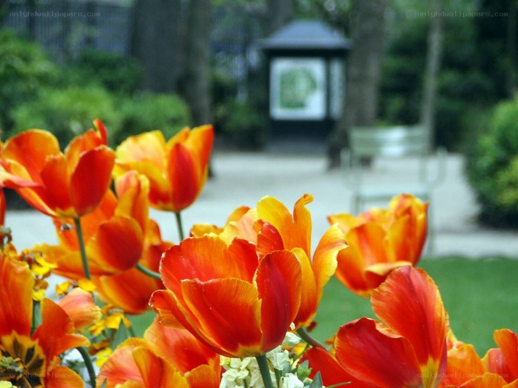 Orange tulips in a park