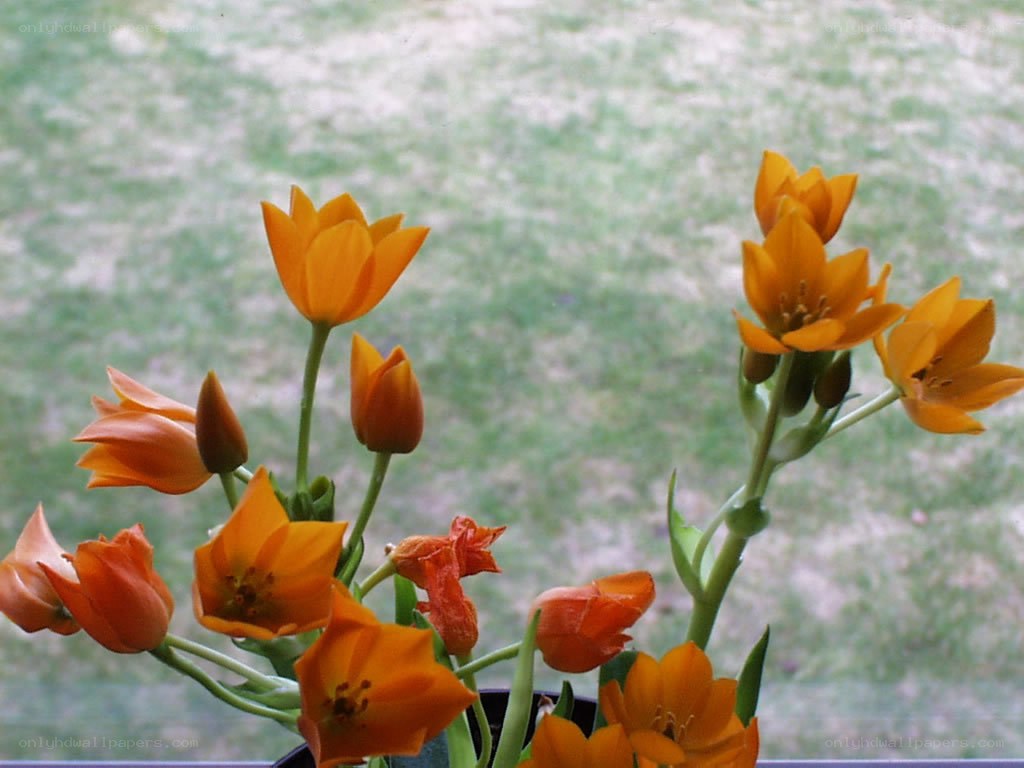 Orange tulips in a pot
