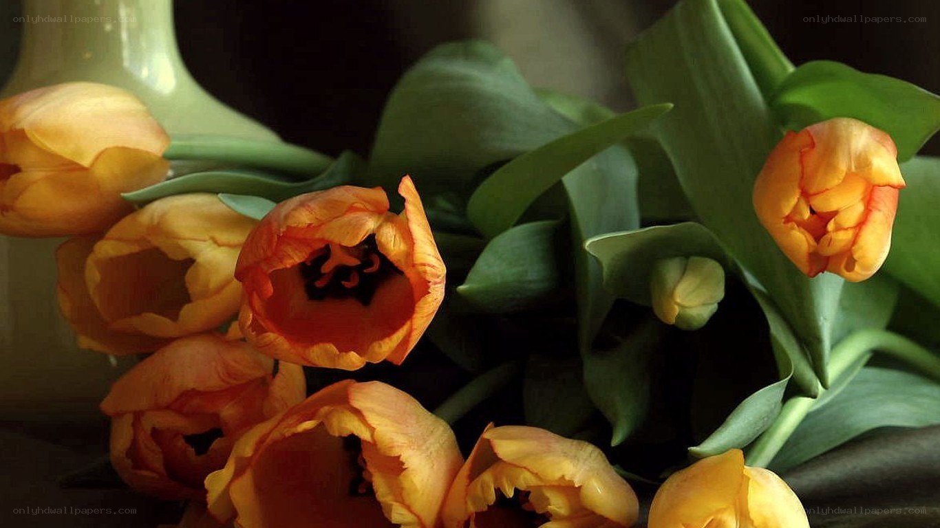 orange tulips in a vase
