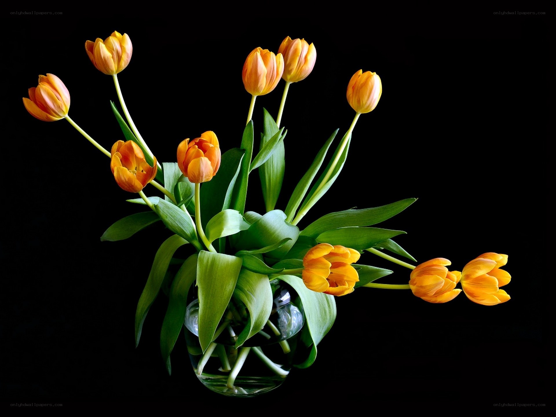 Orange tulips in a vase