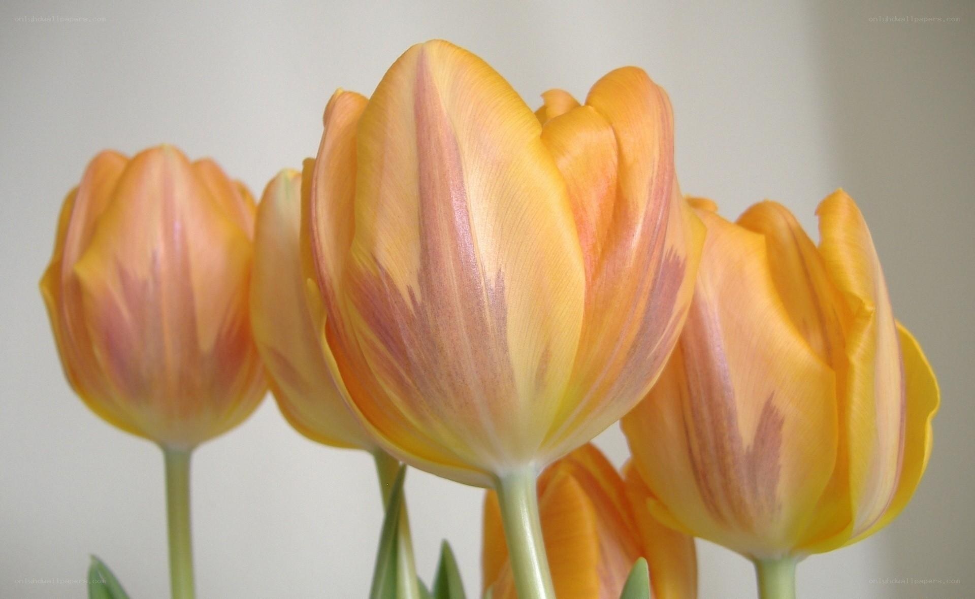 Orange tulips in bloom