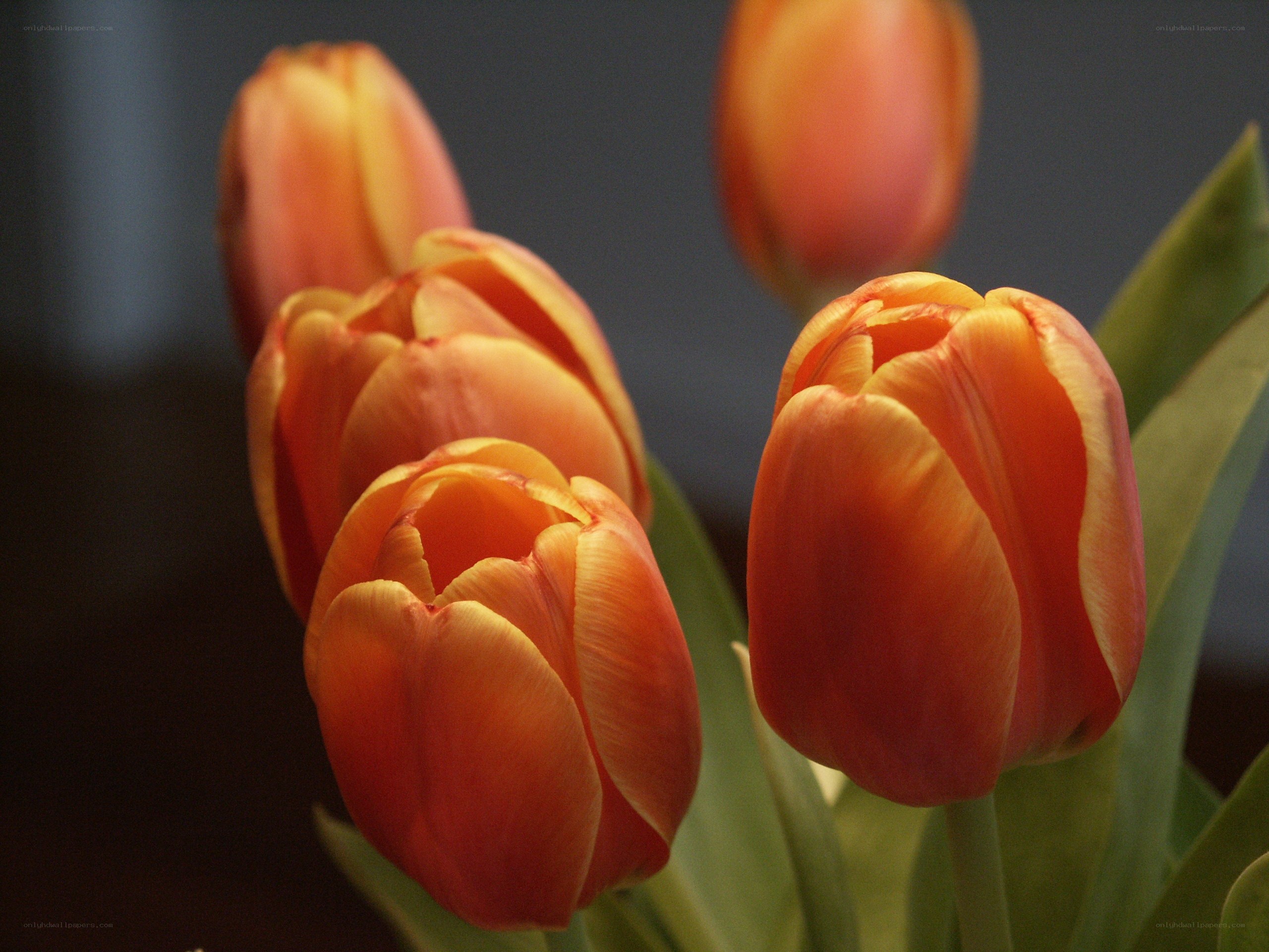 Orange tulips in bloom