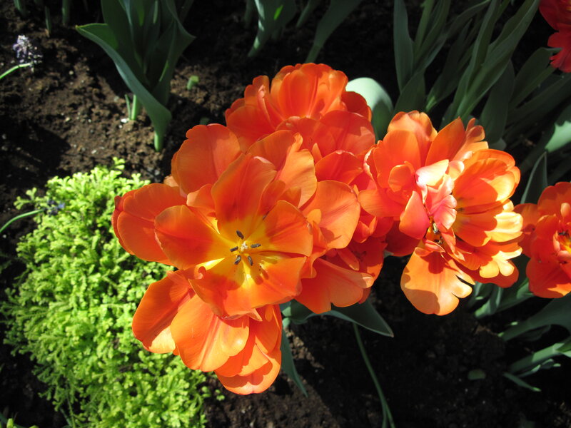 Orange Tulips in Bloom — Bright, Spring