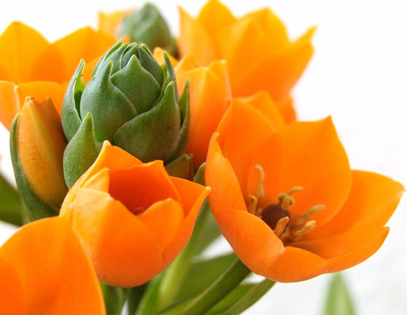 Orange Tulips in Bloom — Calm, Photograph