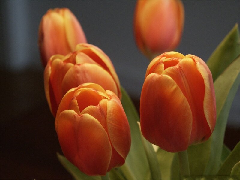 Orange Tulips in Bloom — Calm