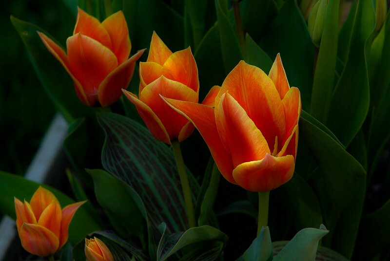 Orange Tulips in Bloom — Dramatic, Afternoon
