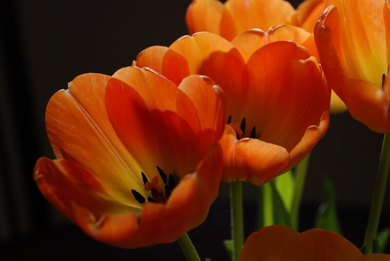 Orange Tulips in Bloom — Dramatic, Photograph