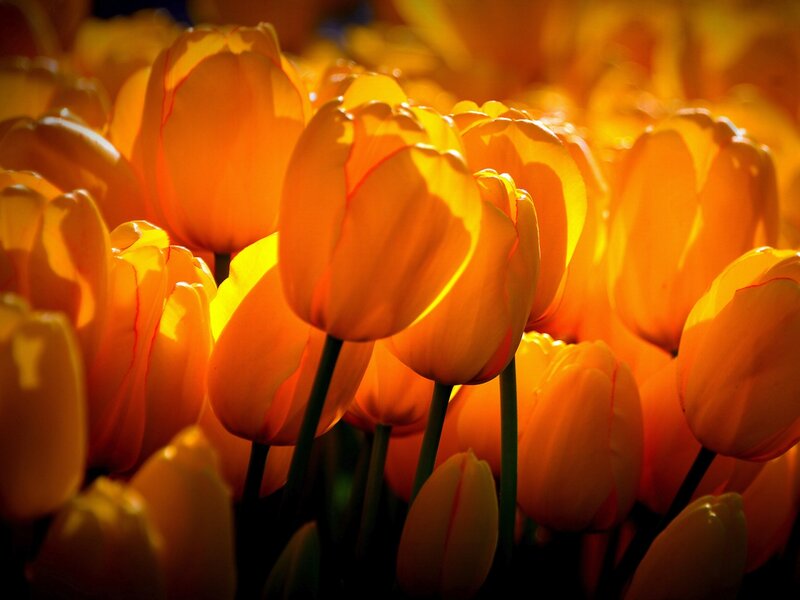 Orange Tulips in Bloom — Dramatic, Sunset