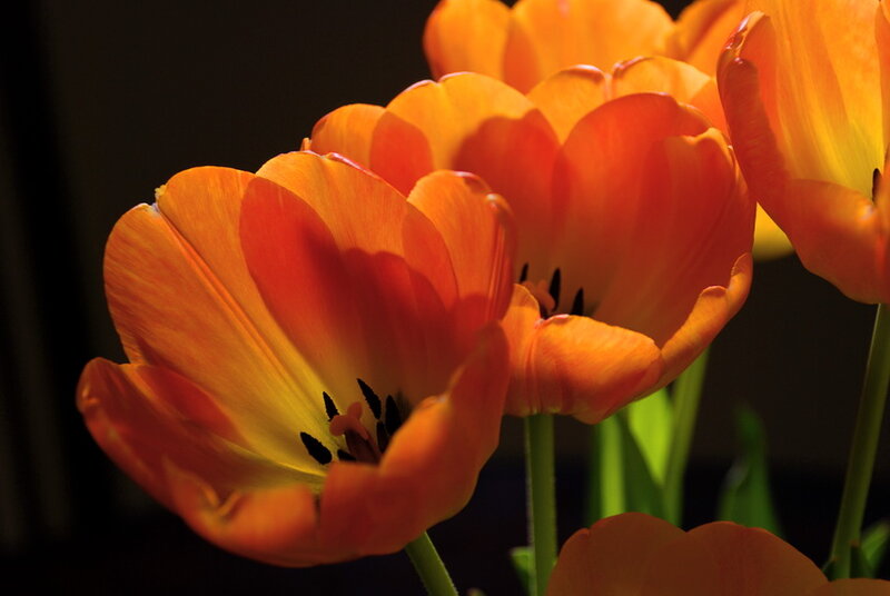 Orange Tulips in Bloom — Dramatic