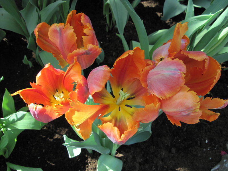 Orange Tulips in Bloom — Natural