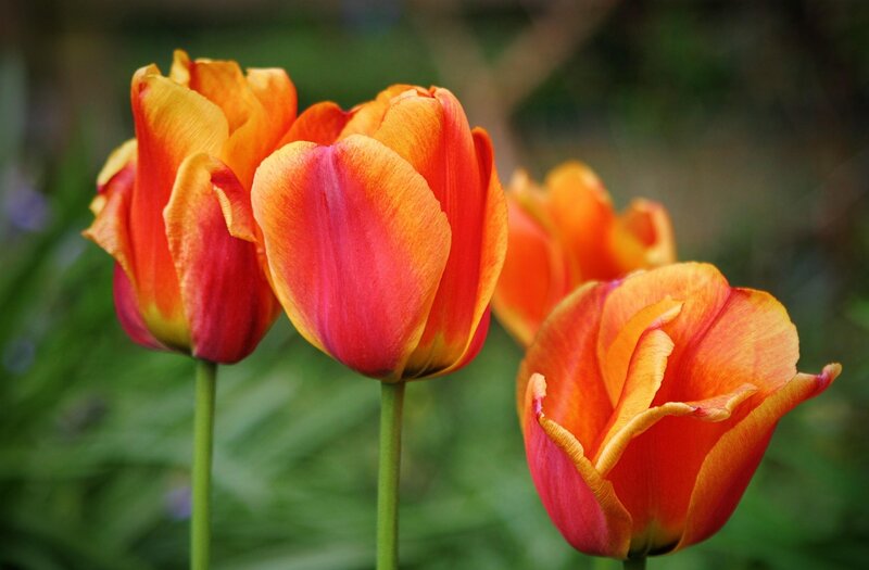 Orange Tulips in Bloom — Red