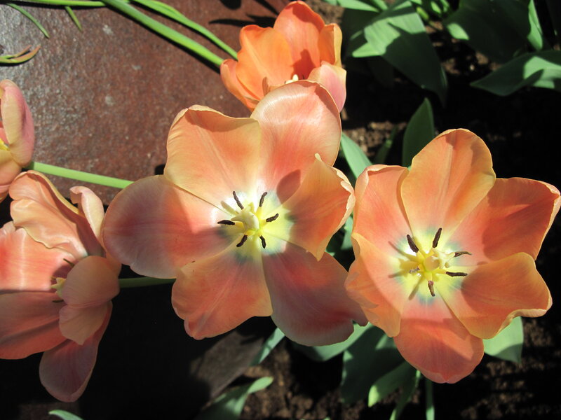 Orange Tulips in Bloom — Serene, Afternoon