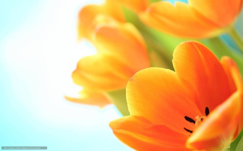 Orange Tulips in Bloom — Serene, Morning, Photograph, Flowers