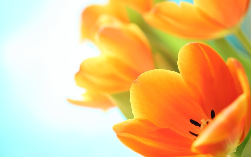 Orange Tulips in Bloom — Serene, Morning