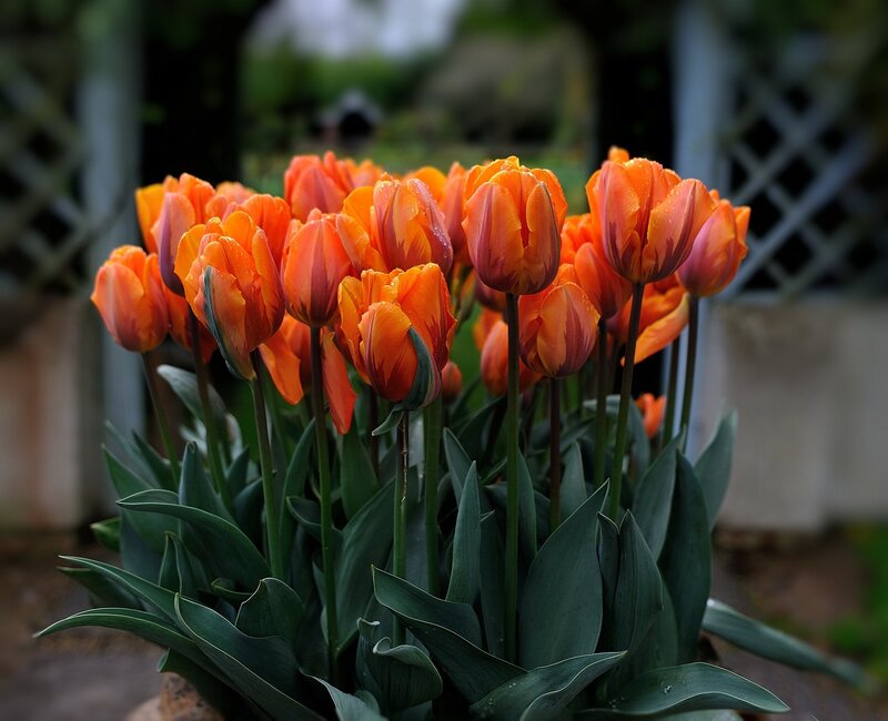 Orange Tulips in Bloom — Serene, Spring