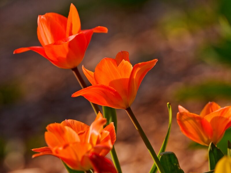 Orange Tulips in Bloom — Serene