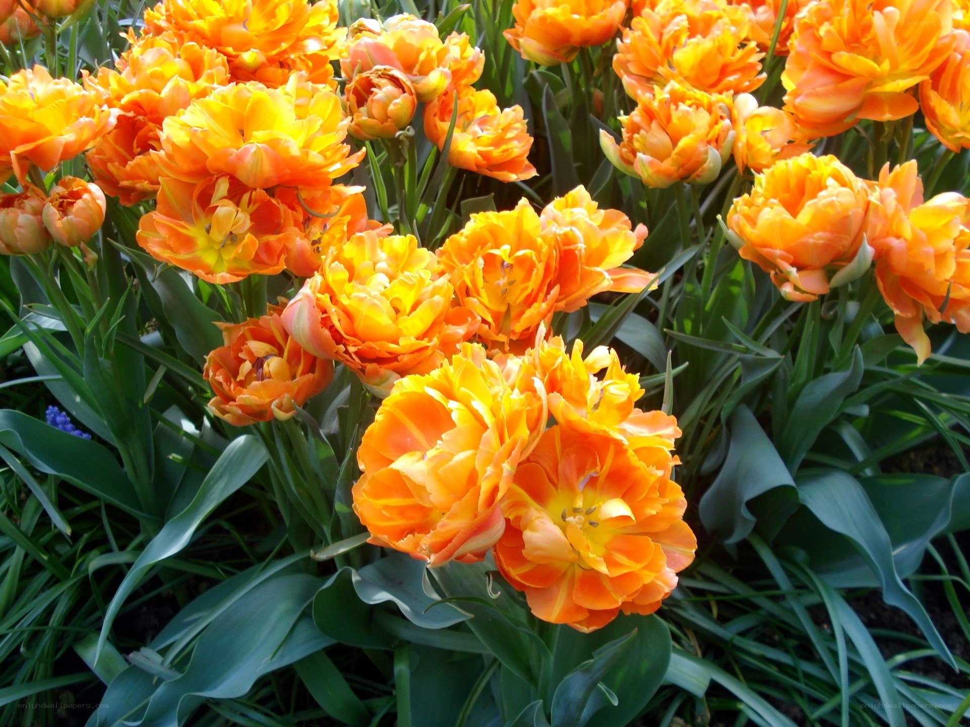 Orange tulips in bloom
