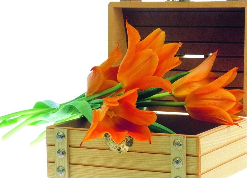 Orange Tulips in Box