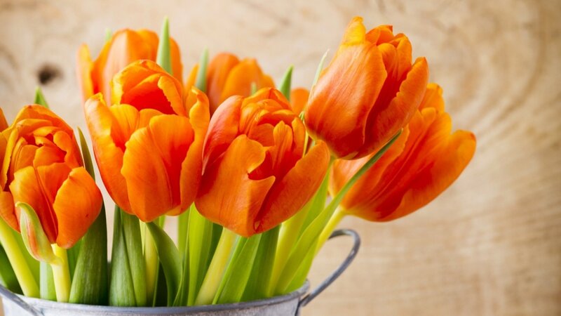 Orange Tulips in Bucket