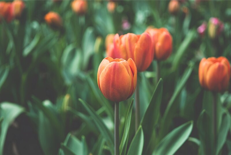 Orange Tulips in Field — Serene, Spring, Photograph, Green Leaves