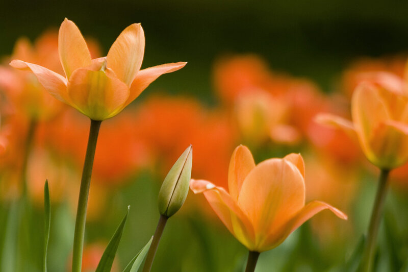 Orange Tulips in Field — Serene, Spring, Photograph