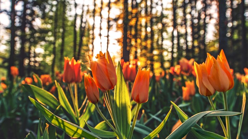Orange Tulips in Field — Serene, Sunset