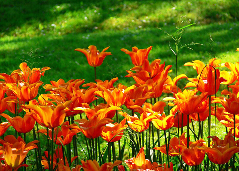 Orange Tulips in Field — Serene