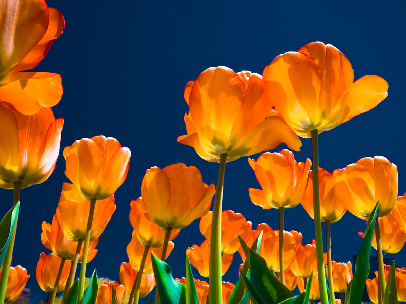 Orange Tulips in Field — Vibrant