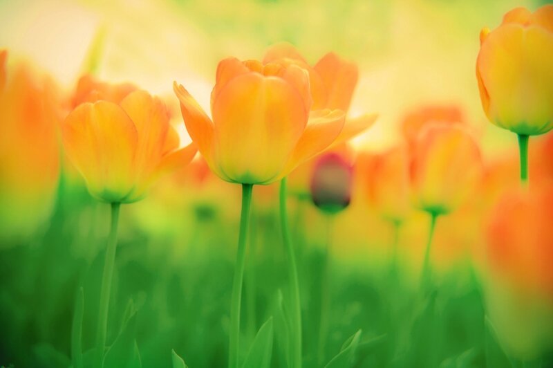 Orange Tulips in Field — Yellow