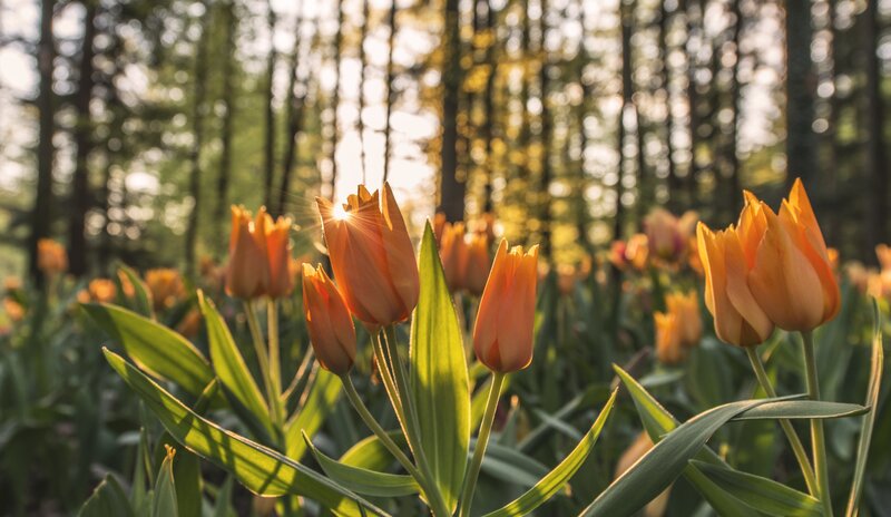 Orange Tulips in Forest