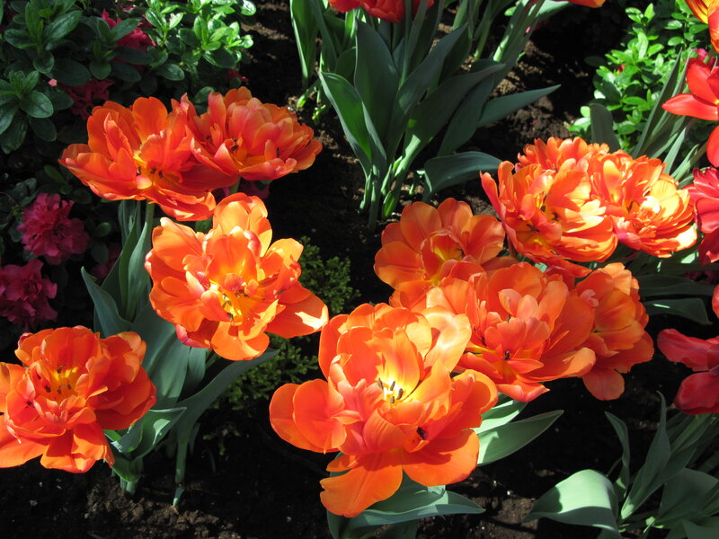 Orange Tulips in Garden — Bright, Afternoon
