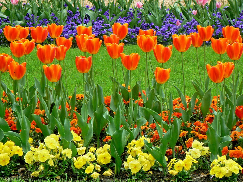 Orange Tulips in Garden — Bright, Spring