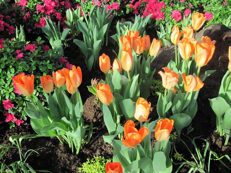 Orange Tulips in Garden — Bright