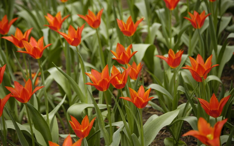 Orange Tulips in Garden — Calm, Spring, Photograph