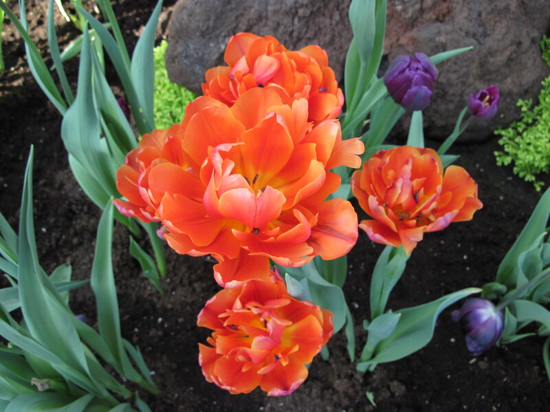 Orange Tulips in Garden — Calm, Spring