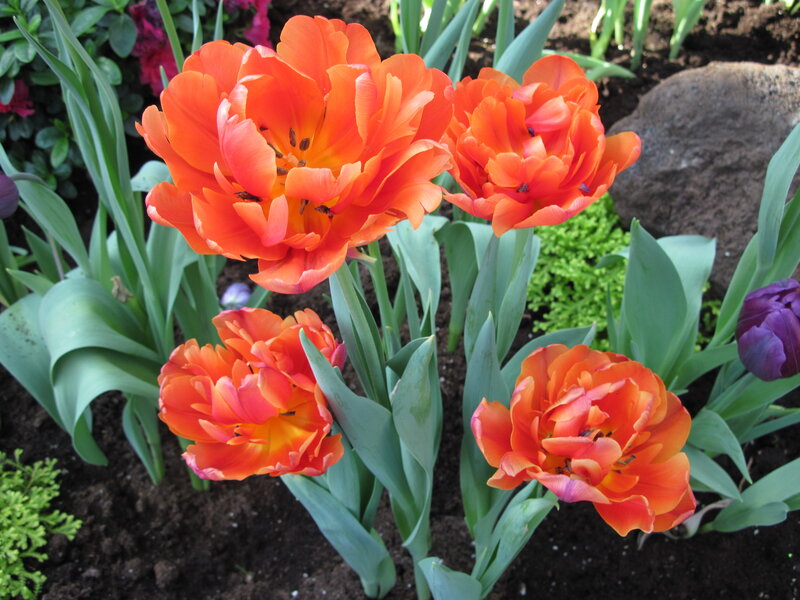 Orange Tulips in Garden — Calm