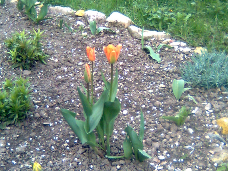 Orange Tulips in Garden — Green