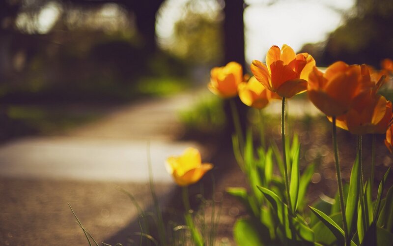 Orange Tulips in Garden — Serene, Afternoon, Photograph