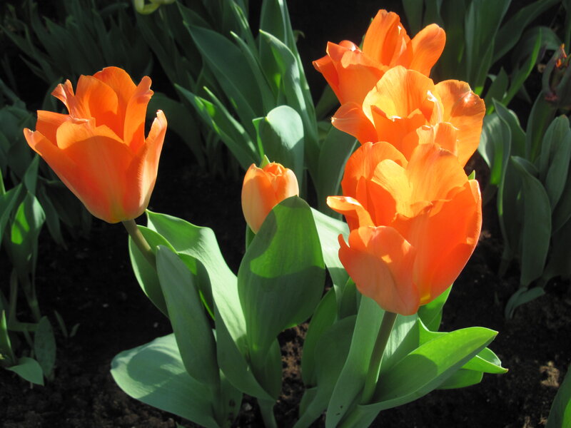 Orange Tulips in Garden — Serene, Afternoon